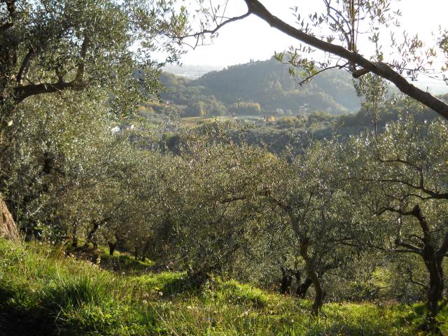 Terreno in vendita a L'Annunziata, Luni