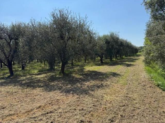 Terreno in vendita a San Giuliano Terme, Toscana