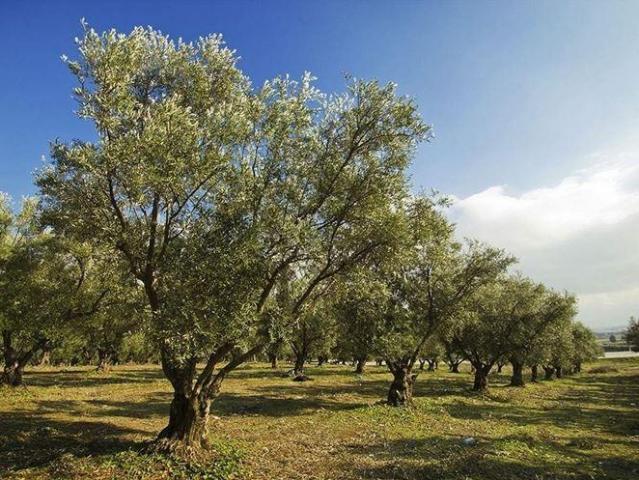 Terreno in vendita a Massarosa, Toscana