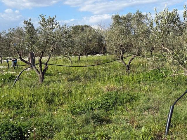Terreno in vendita a Piombino, Toscana