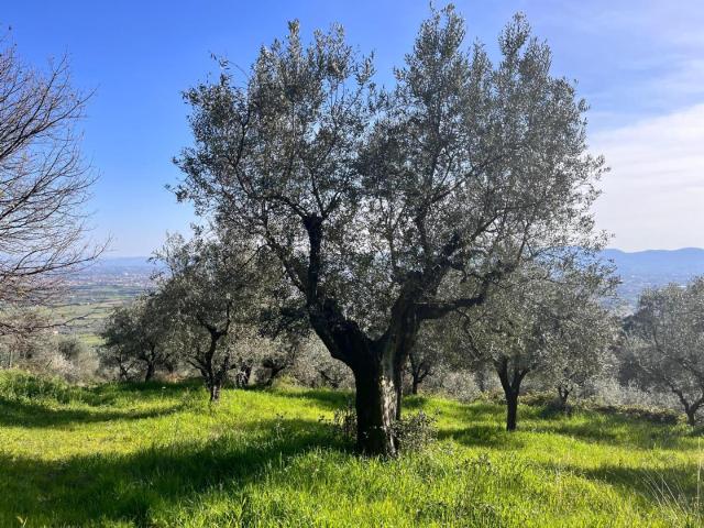 Terreno in vendita a Pistoia, Toscana