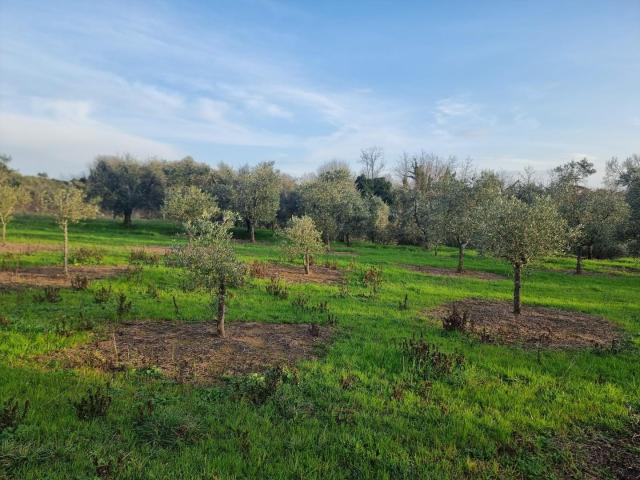 Terreno in vendita a Cerretti, Santa Maria a Monte