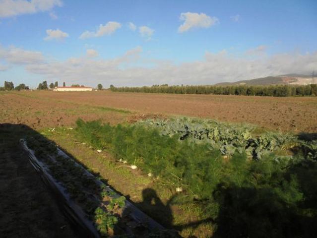 Terreno in vendita a Campiglia Marittima, Toscana