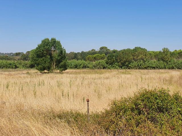 Terreno venda em Madalena e Beselga, Tomar