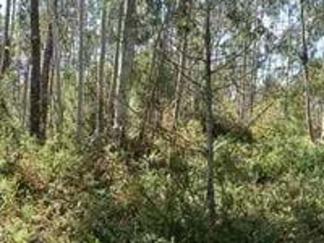 Terreno venda em Pombal, Vila Cã