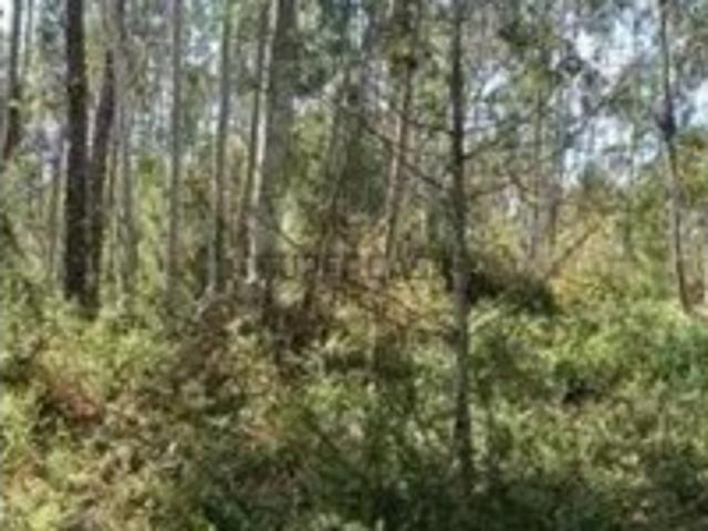 Terreno venda em Pombal, Vila Cã
