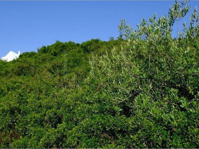 Terreno venda em Manique de Cima, Sintra