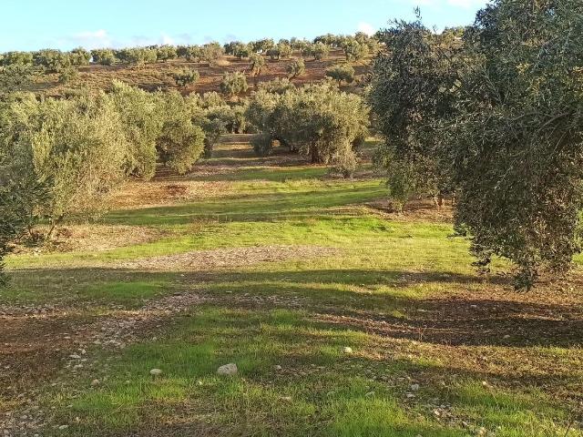 Terreno en venta en Sant Jordi, Palma