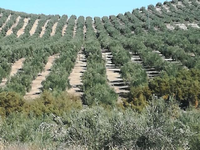 Terreno en venta en Distrito 2, Albacete