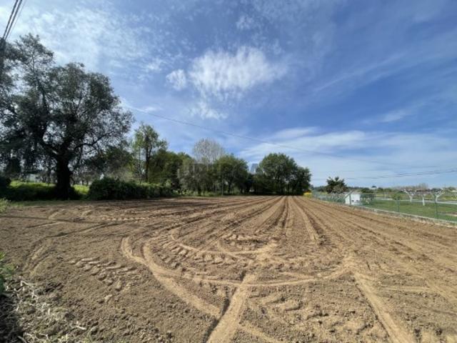 Terreno venda em Albergaria-a-velha, Aveiro