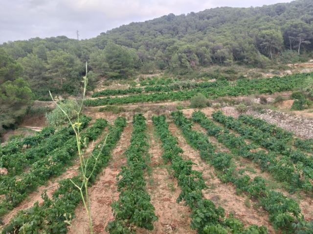 Terreno en venta en Baix Penedès, Catalunya