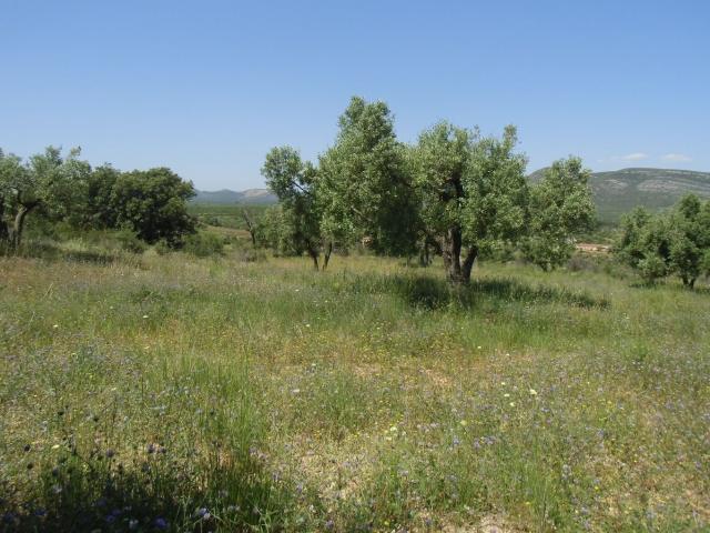 Terreno en venta en l'Alt Maestrat, Valencia