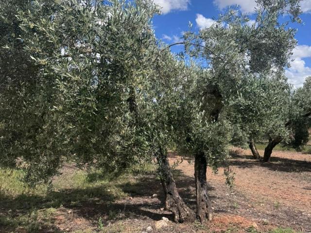 Terreno en venta en La Farfana, Albolote