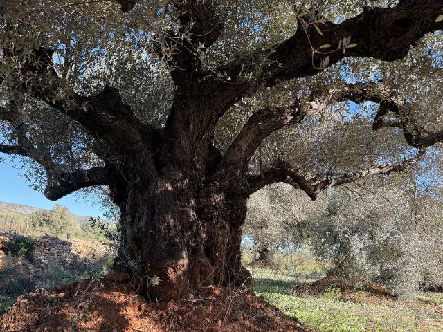 Terreno en venta en el Baix Maestrat, Valencia