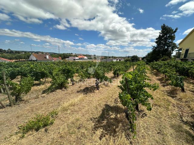 Terreno venda em Santarém