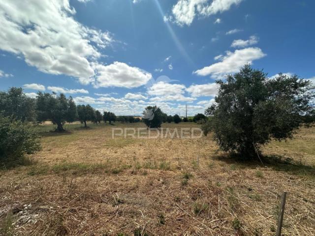 Terreno venda em Santarém