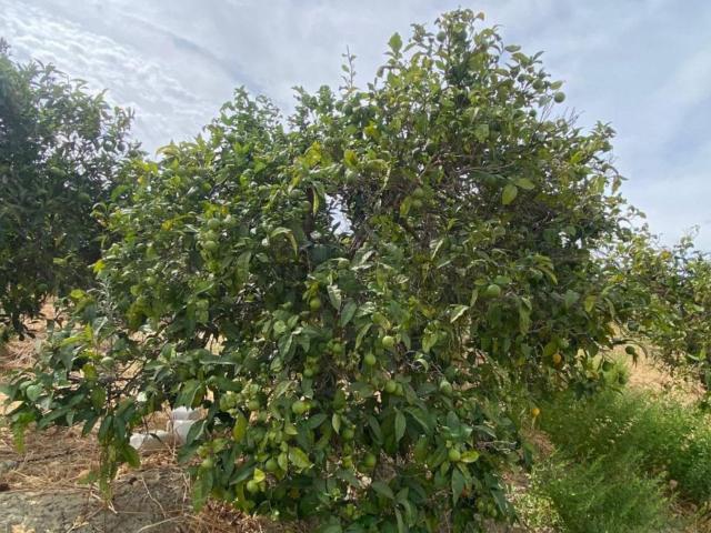 Terreno en venta en El Zángano, Alhaurín El Grande