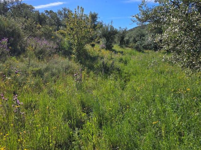 Terreno en venta en Aliseda, Extremadura