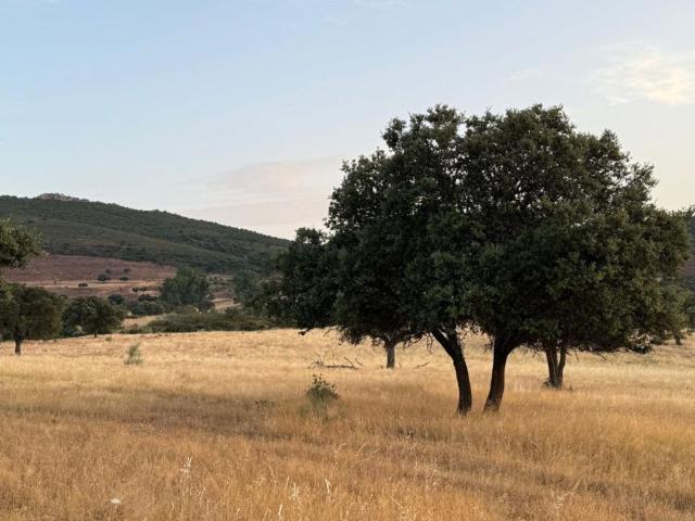 Terreno en venta en Aliseda, Extremadura
