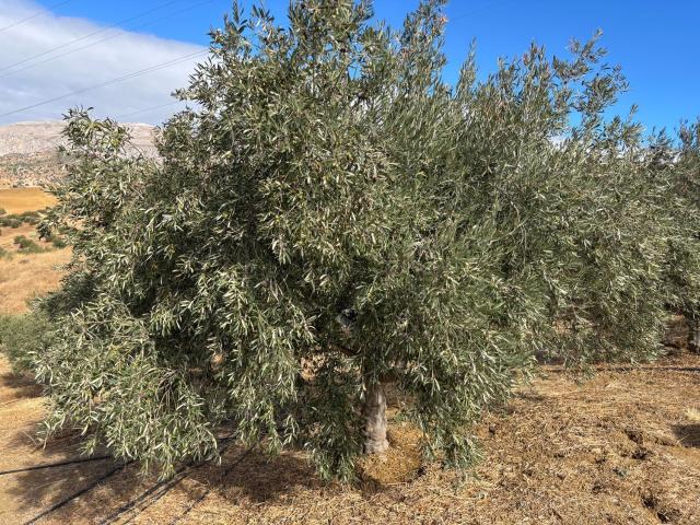 Terreno en venta en Valle del Guadalhorce, Andalucía