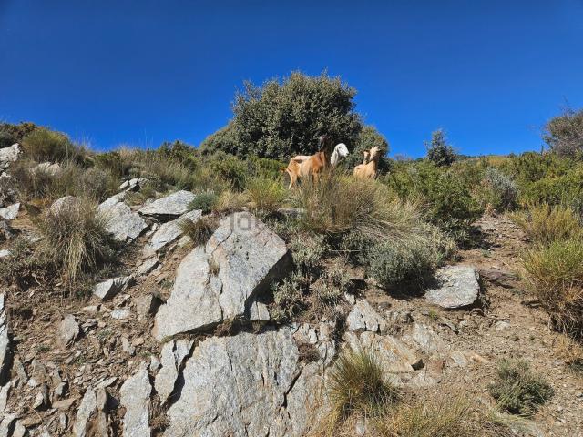 Terreno en venta en Mecina Bombarón, Comarca de la Alpujarra Granadina