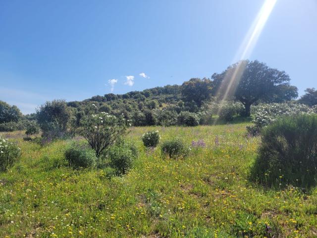 Terreno en venta en Anchuras, Castilla-La Mancha