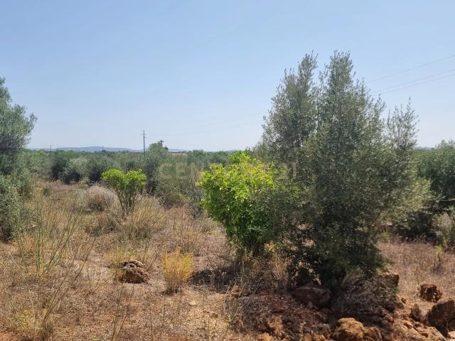 Terreno venda em São Bartolomeu De Messines, Faro
