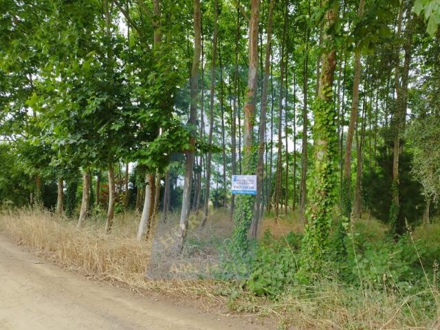 Terreno venda em Zona Industrial de Bustos, Oliveira do Bairro