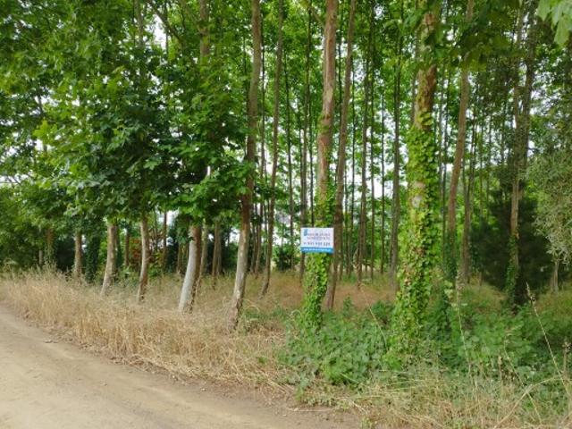 Terreno venda em Oliveira do Bairro, Aveiro