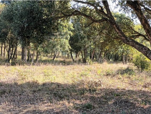 Terreno venda em Columbeira, Bombarral