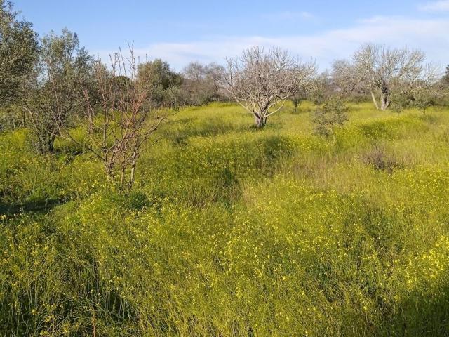 Terreno en venta en Arroyo De La Luz, Extremadura