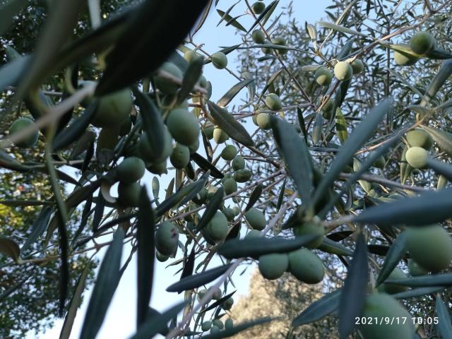Terreno en venta en Arroyo De La Luz, Extremadura