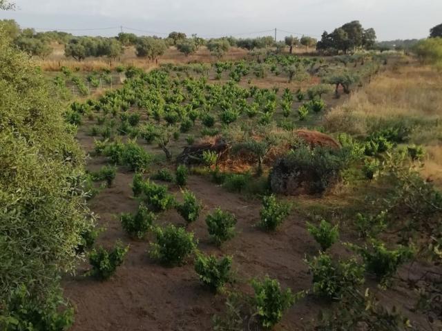 Terreno en venta en Arroyo De La Luz, Extremadura