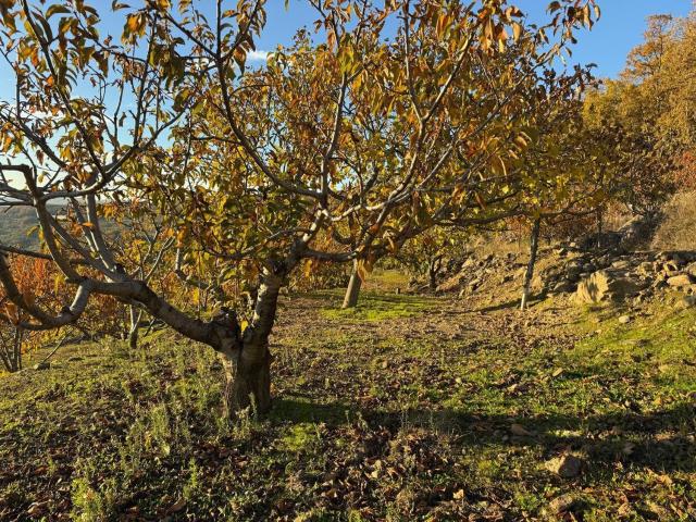 Terreno en venta en Arroyomolinos De La Vera, Extremadura