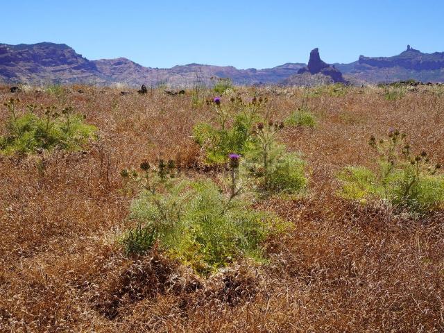 Terreno en venta en Acusa Verde, Artenara