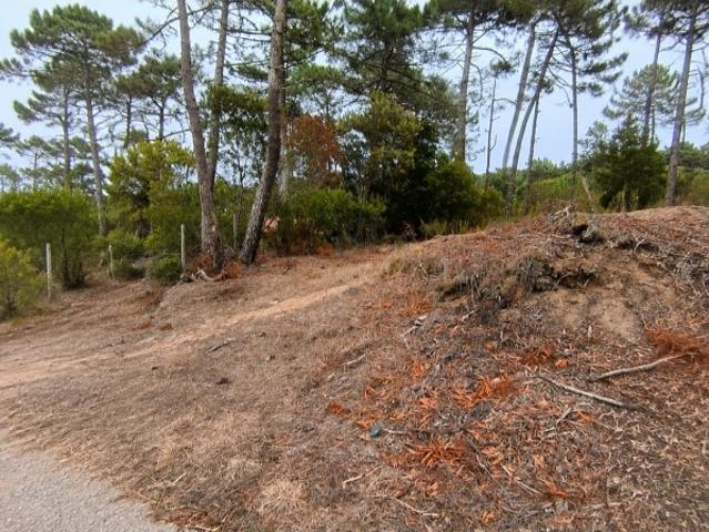 Terreno venda em Quinta do Castanheiro, Sintra