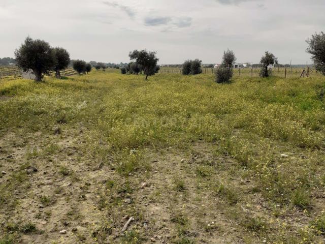 Terreno venda em Reguengos De Monsaraz, Évora