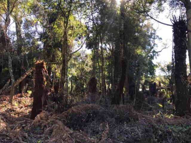 Terreno venda em Canela