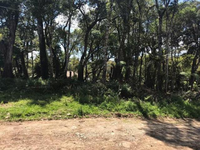Terreno venda em Canela