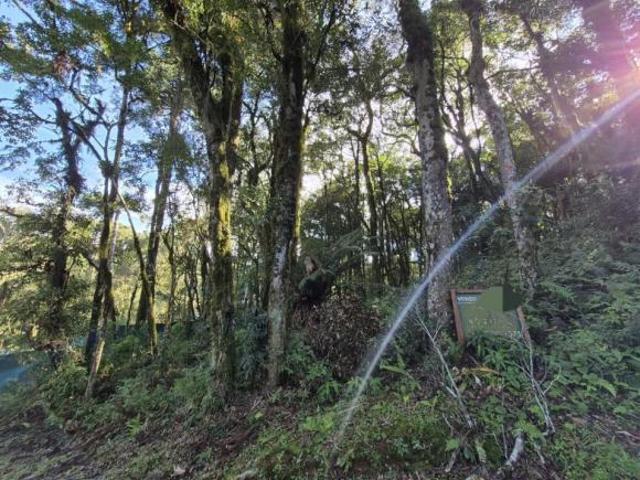 Terreno venda em Região Geográfica Imediata de Caxias do Sul, Canela