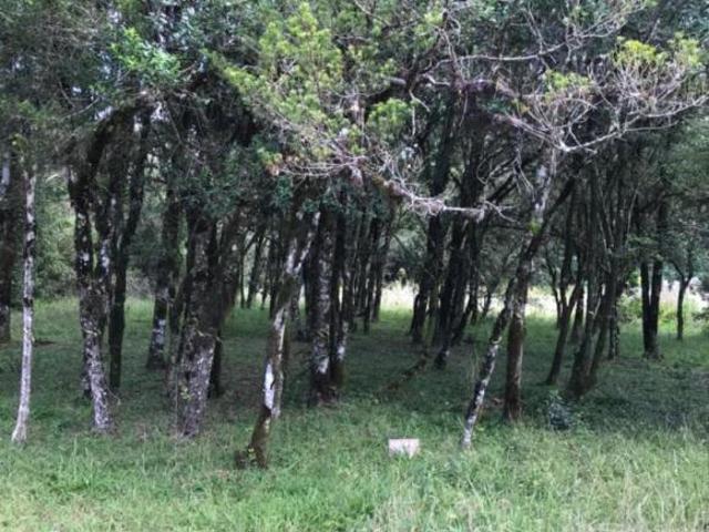 Terreno venda em Região Geográfica Imediata de Caxias do Sul, Canela