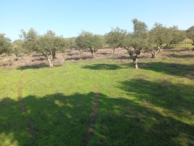 Terreno venda em Elvas, Portalegre