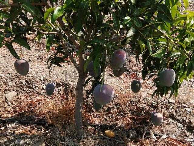 Terreno en venta en Benamargosa, Málaga