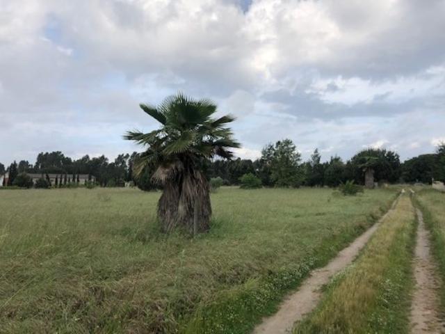 Terreno venda em Benavente, Santarém