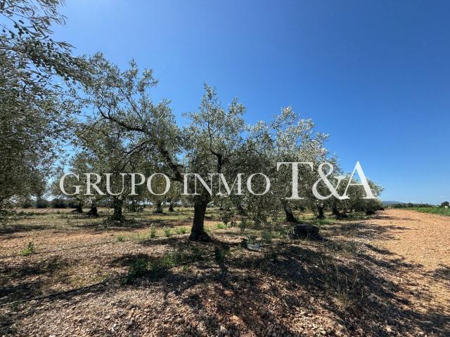 Terreno en venta en el Baix Maestrat, Valencia