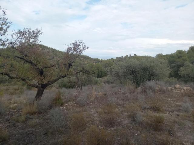 Terreno en venta en Ribera d'Ebre, Catalunya
