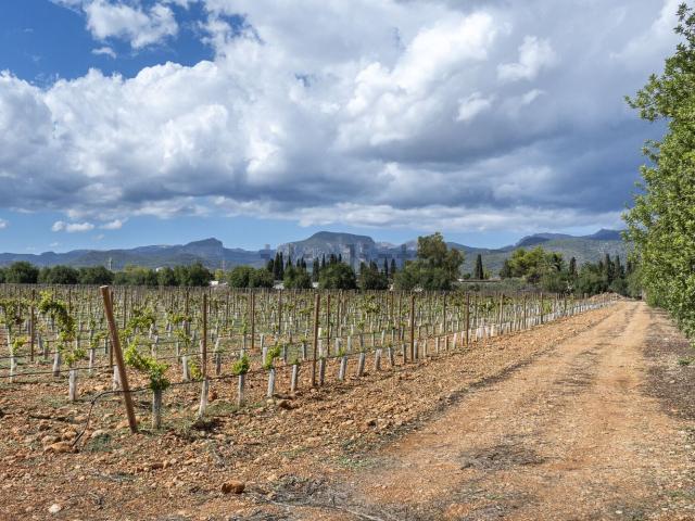 Terreno en venta en Raiguer, Baleares