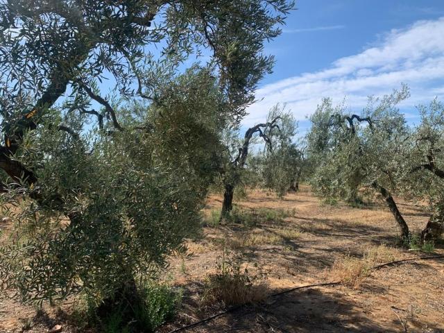 Terreno en venta en Bollullos de la Mitación, Sevilla