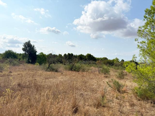 Terreno en venta en Es Garrovers, Raiguer