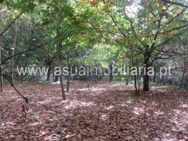 Terreno venda em Bouro (Santa Maria), Amares